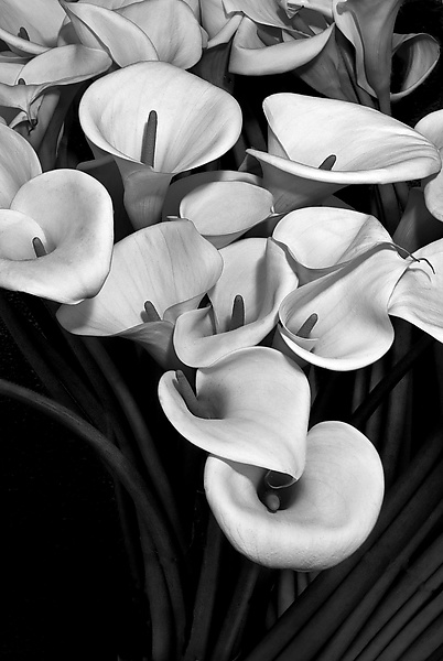 Remembering Georgia by Barry Guthertz (Black & White Photograph) | Artful Home Remembering Georgia by Barry Guthertz (Black & White Photograph) | Artful Home