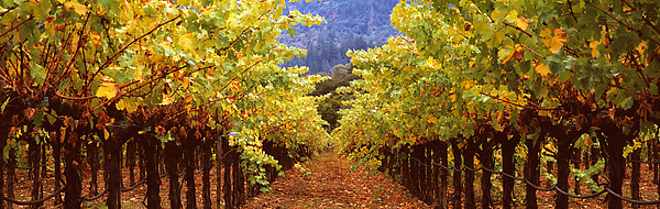 Under Vineyard Rows by Terry Thompson (Color Photograph) | Artful Home Under Vineyard Rows by Terry Thompson (Color Photograph) | Artful Home