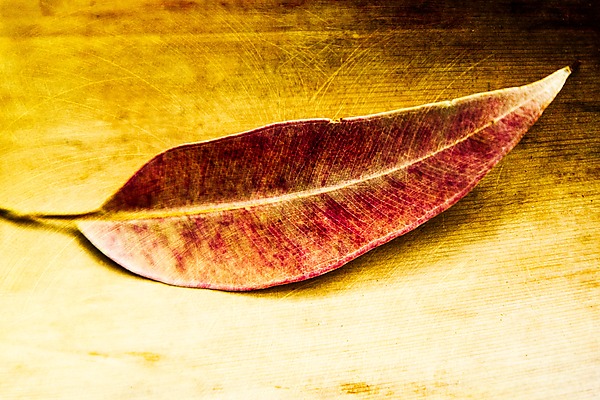 Leaf, Hawaii by Jed Share (Color Photograph) | Artful Home Leaf, Hawaii by Jed Share (Color Photograph) | Artful Home