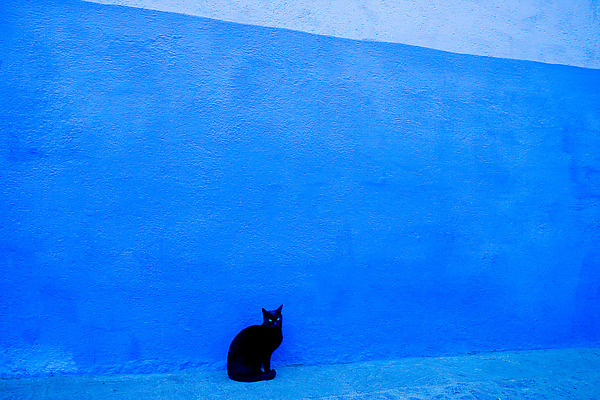 Black Cat, Blue Wall, Morocco by Jed Share (Color Photograph) | Artful Home Black Cat, Blue Wall, Morocco by Jed Share (Color Photograph) | Artful Home