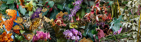 Wreathing a Flowery Band by Lisa A. Frank (Color Photograph) | Artful Home Wreathing a Flowery Band by Lisa A. Frank (Color Photograph) | Artful Home