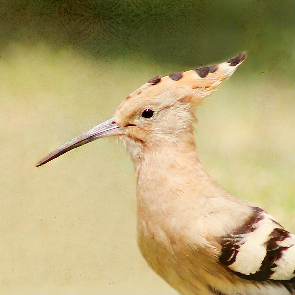 Song of a Hoopoe by Yuko Ishii (Color Photograph) | Artful Home Song of a Hoopoe by Yuko Ishii (Color Photograph) | Artful Home