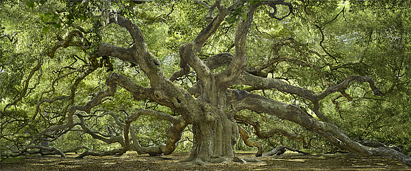 Angel Oak by Will Connor (Color Photograph) | Artful Home Angel Oak by Will Connor (Color Photograph) | Artful Home