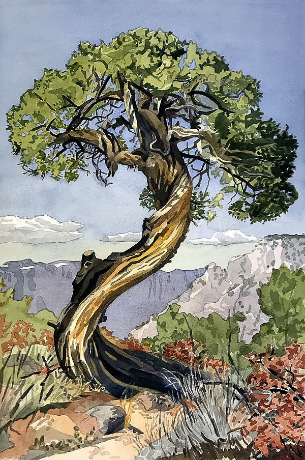 The Old Juniper Tree by Meredith Nemirov (Giclee Print) | Artful Home The Old Juniper Tree by Meredith Nemirov (Giclee Print) | Artful Home
