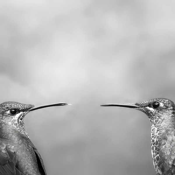 Two Brilliant Hummingbirds, Costa Rica by Gloria Feinstein (Black & White Photograph) | Artful Home Two Brilliant Hummingbirds, Costa Rica by Gloria Feinstein (Black & White Photograph) | Artful Home