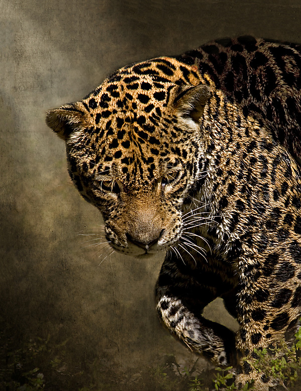 On The Prowl by Melinda Moore (Color Photograph) | Artful Home On The Prowl by Melinda Moore (Color Photograph) | Artful Home