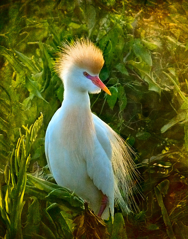 Crowned Cattle Egret by Melinda Moore (Color Photograph) | Artful Home Crowned Cattle Egret by Melinda Moore (Color Photograph) | Artful Home