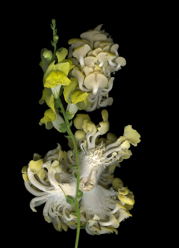Market Mushrooms with Snapdragon by Lisa A. Frank (Color Photograph) | Artful Home Market Mushrooms with Snapdragon by Lisa A. Frank (Color Photograph) | Artful Home
