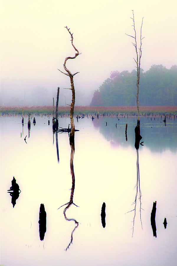 Crooked Tree by Richard Speedy (Color Photograph) | Artful Home Crooked Tree by Richard Speedy (Color Photograph) | Artful Home