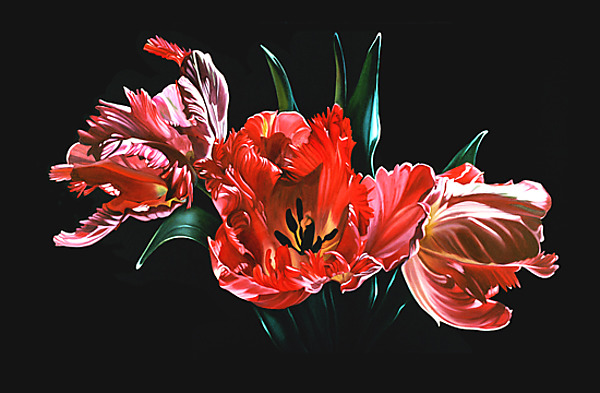 Red Parrot Tulips by Barbara Buer (Giclee Print) | Artful Home Red Parrot Tulips by Barbara Buer (Giclee Print) | Artful Home