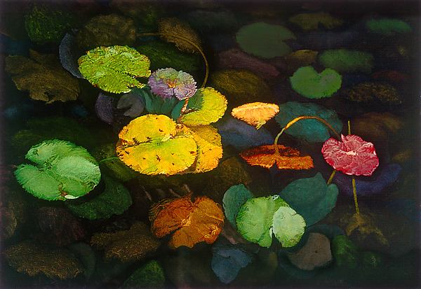 Lily Pod by Scott Zupanc (Giclée Print) | Artful Home Lily Pod by Scott Zupanc (Giclée Print) | Artful Home