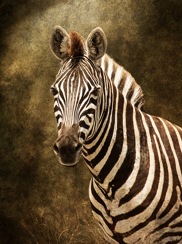 Zebra Portrait by Melinda Moore (Color Photograph) | Artful Home Zebra Portrait by Melinda Moore (Color Photograph) | Artful Home