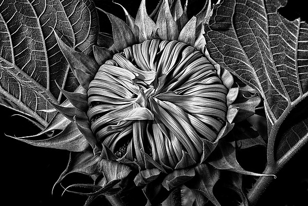 Sunflower New by Barry Guthertz (Black & White Photograph) | Artful Home Sunflower New by Barry Guthertz (Black & White Photograph) | Artful Home