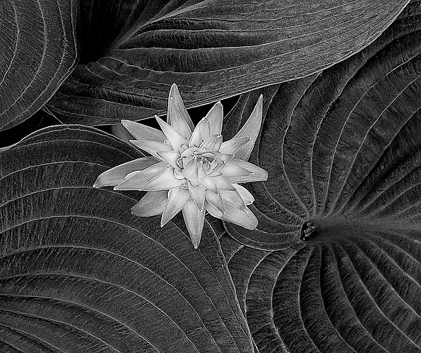 Hosta Flower and Leaves by Russ Martin (Black & White Photograph) | Artful Home Hosta Flower and Leaves by Russ Martin (Black & White Photograph) | Artful Home