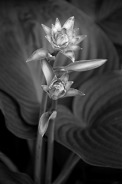 Two Flowers by Russ Martin (Black & White Photograph) | Artful Home Two Flowers by Russ Martin (Black & White Photograph) | Artful Home