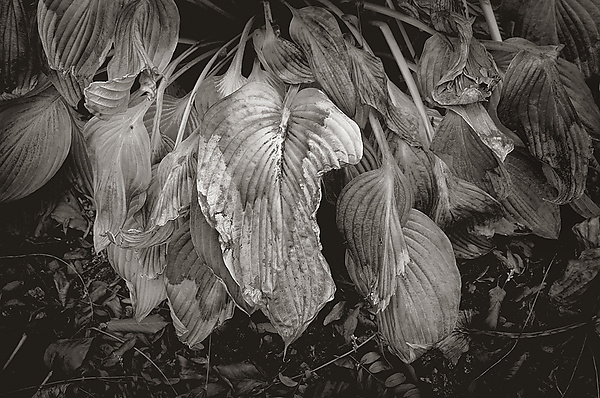 Wilted Hosta Leaves by Russ Martin (Black & White Photograph) | Artful Home Wilted Hosta Leaves by Russ Martin (Black & White Photograph) | Artful Home