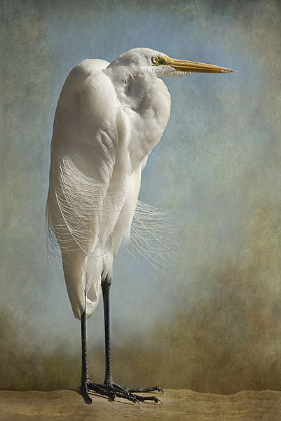 The Royal Egret by Melinda Moore (Color Photograph) | Artful Home The Royal Egret by Melinda Moore (Color Photograph) | Artful Home