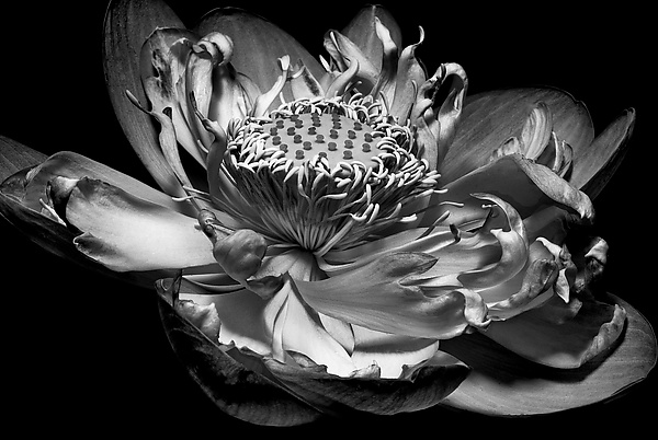 Inner Light by Barry Guthertz (Black & White Photograph) | Artful Home