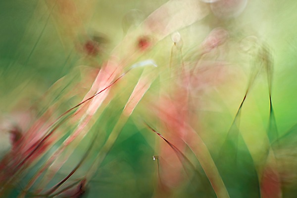 Testimonial by Tim Forcade (Color Photograph) | Artful Home