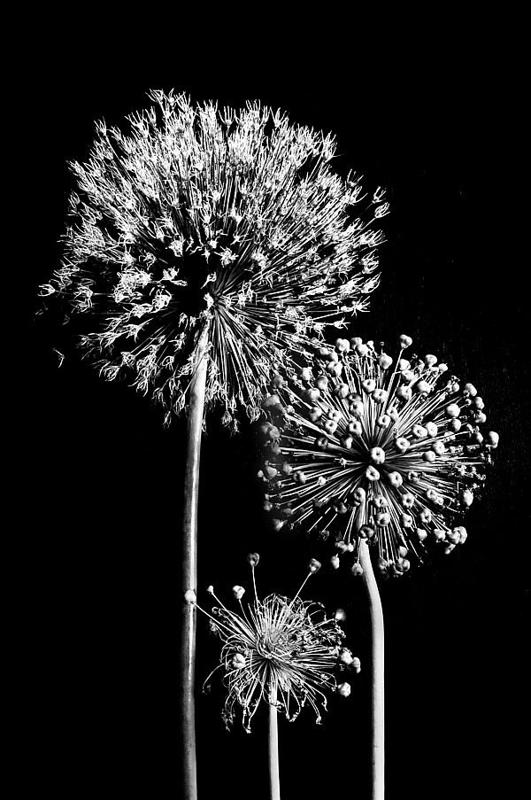 Three Fireworks by Russ Martin (Black & White Photograph) | Artful Home