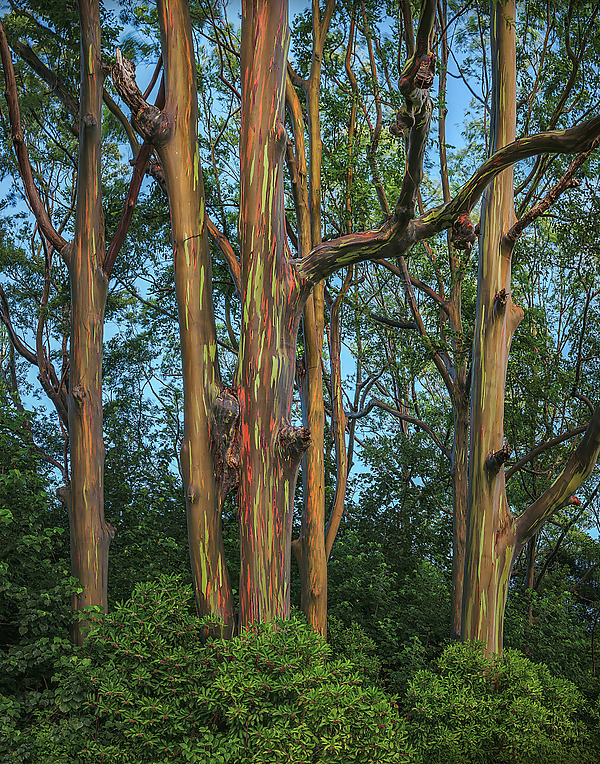 Painted Forest I by Matt Anderson (Color Photograph) | Artful Home