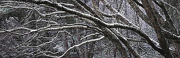 Branches by Will Connor (Color Photograph) | Artful Home