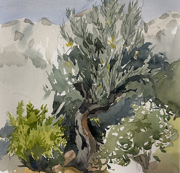 The Spanish Olive Tree by Meredith Nemirov (Watercolor Painting) | Artful Home