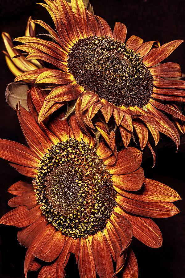 Bronze Duo by Barry Guthertz (Color Photograph) | Artful Home