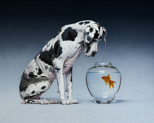 Dane and Fish by Christopher Young (Giclee Print) | Artful Home