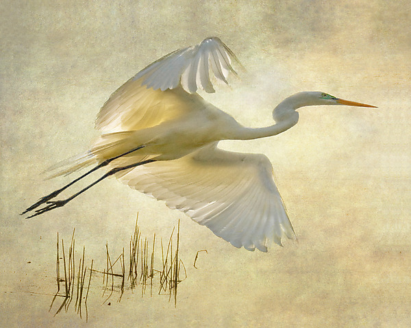 Illumination by Melinda Moore (Color Photograph) | Artful Home