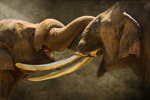 Friends Forever by Melinda Moore (Color Photograph) | Artful Home