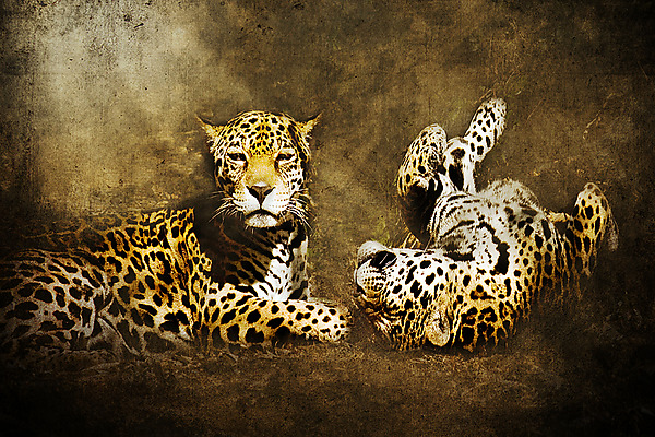 Jaguar Love by Melinda Moore (Color Photograph) | Artful Home