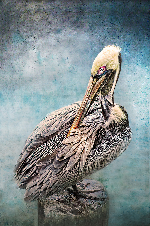 Pelican Preening by Melinda Moore (Color Photograph) | Artful Home