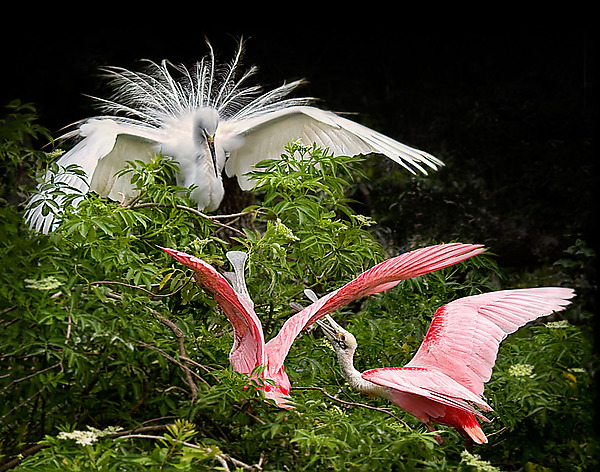 Nesting Dispute by Melinda Moore (Color Photograph) | Artful Home
