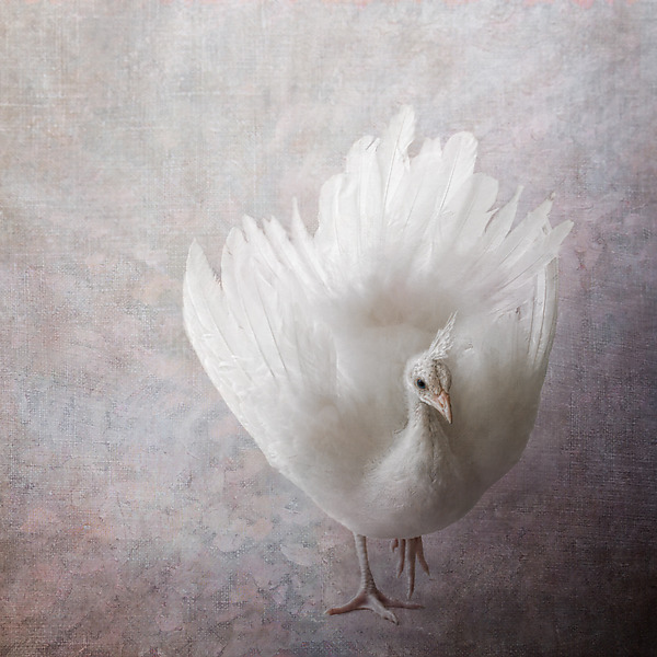 The Little Fan Dancer by Melinda Moore (Color Photograph) | Artful Home