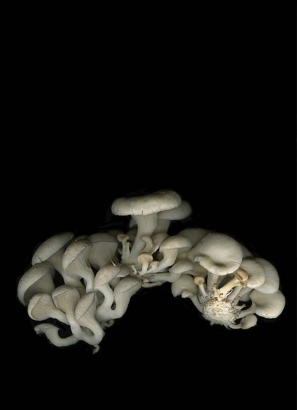 Pearl Oyster Mushrooms by Lisa A. Frank (Color Photograph) | Artful Home