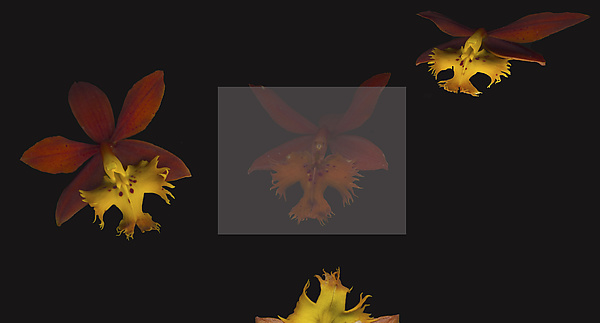 Epidendrum Radicans by Raphael Sloane (Color Photograph) | Artful Home
