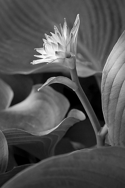 New Flower by Russ Martin (Black & White Photograph) | Artful Home