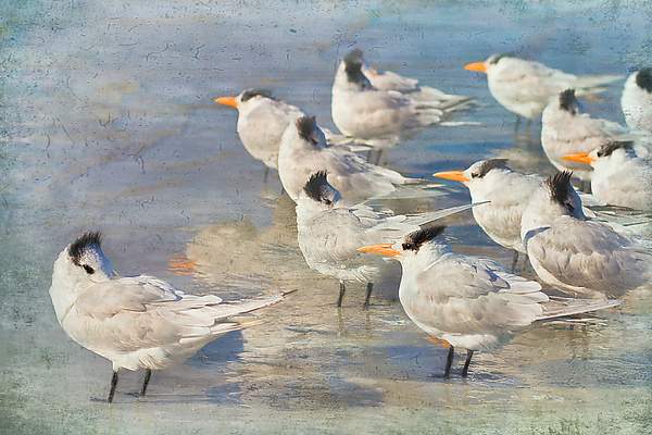 Down Time by Melinda Moore (Color Photograph) | Artful Home