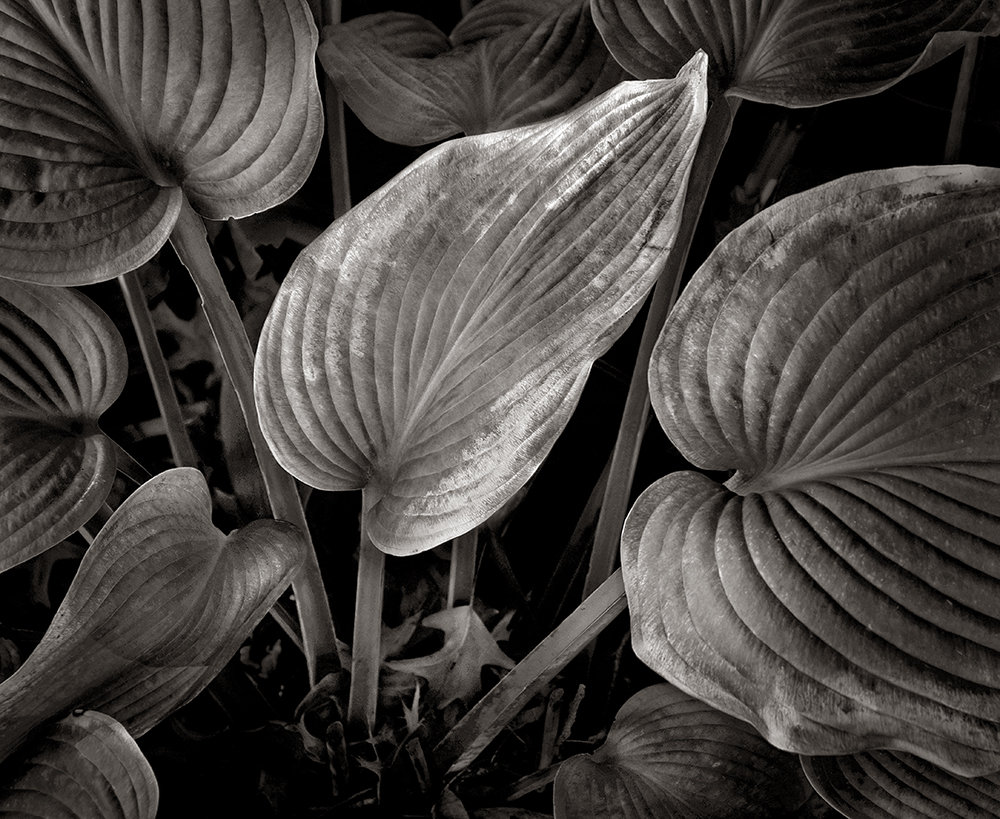 Sunlit Wilted Leaves by Russ Martin (Black & White Photograph) Artful