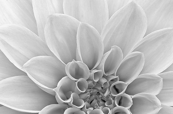 White Dahlia Petals by Russ Martin (Black & White Photograph) | Artful Home