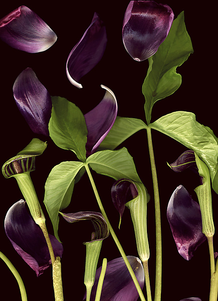 Jack-in-the-Pulpit with Tulip Petals by Lisa A. Frank (Color Photograph) | Artful Home