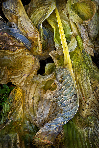 Baroque Wilted Hosta Leaf by Russ Martin (Color Photograph) | Artful Home