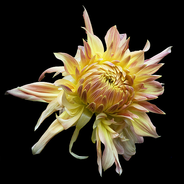 Orange and Yellow Dahlia by Russ Martin (Color Photograph) | Artful Home