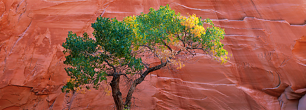 Single Cottonwood by Terry Thompson (Color Photograph) | Artful Home