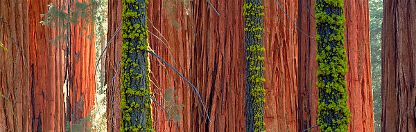 Giant Sequoias by Terry Thompson (Color Photograph) | Artful Home